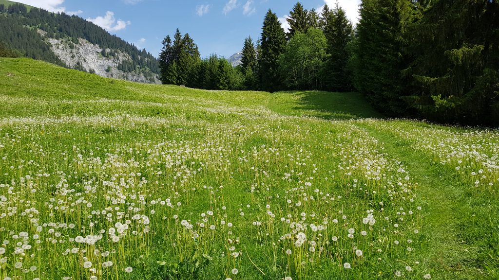 A small meadow covered in dandelions