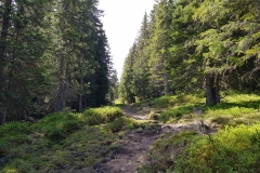 A forest trail