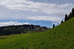 Looking towards Hochsäss after leaving the forest
