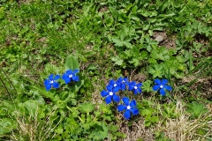 Alpine flowers on the way to  Alp Mädens.