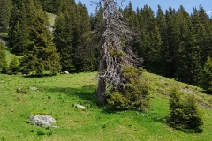 Looking back at the forest
