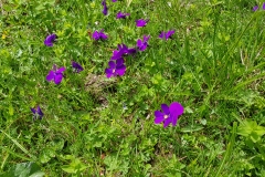 Alpine flowers on the way to  Alp Mädens.