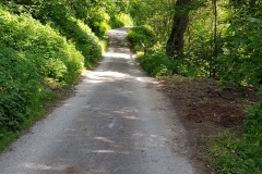 The trail initially runs along a tree-lined section