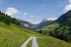 The trail leading through the meadows