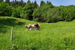 Some of the cows grazing