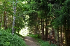 The gravel path through the woods