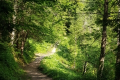 The gravel path through the woods