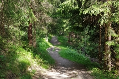 The gravel path through the woods