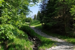The gravel path through the woods