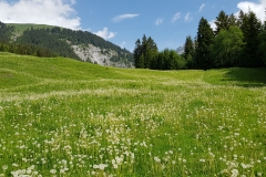 The trail emerges into a meadow of dandelions